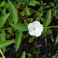 Ipomoea aquatica Forssk.